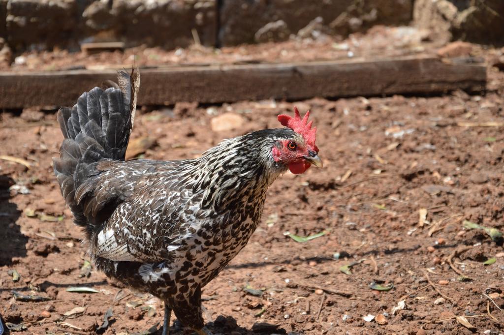 Agriturismo Tenuta Del Morige Galatone Δωμάτιο φωτογραφία
